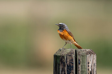 Collared redstart bird small cute with insect