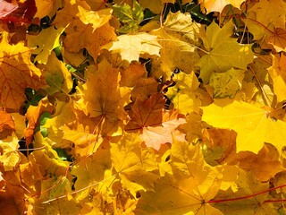 autumn leaves background