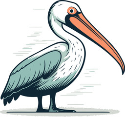 Pelican. Vector illustration of a pelican on white background.