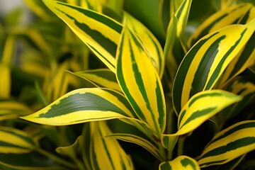 Fototapeta na wymiar detailed view of a greenleaved dracaena plant with yellow stripes. Generative AI