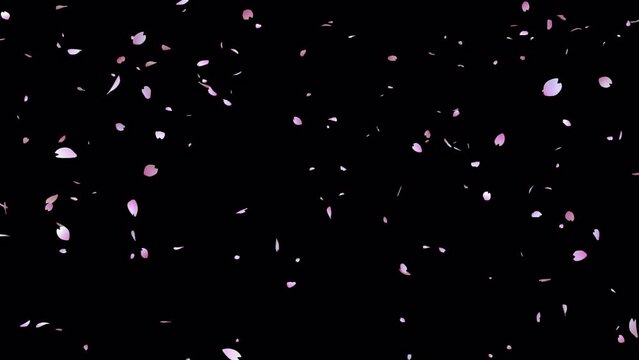 桜吹雪 v3 A1 寄り アルファチャンネル付き