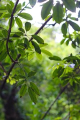 green leaves on a branch