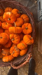 pumpkins and gourds