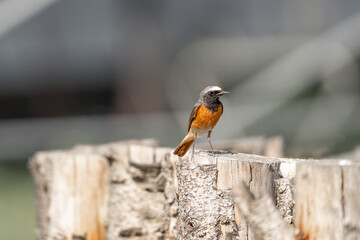 Collared redstart bird small cute with insect