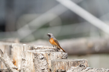 Collared redstart bird small cute with insect