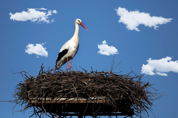 White stork in the nest on a blue sky background
