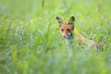 Fototapeta premium Red fox hidden in the grass in the wild