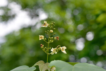 Yellow catalpa flowers