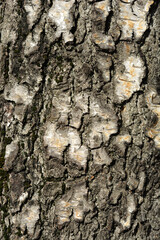 Common birch bark detail