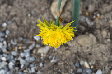 Daffodil Rip van Winkle flowers
