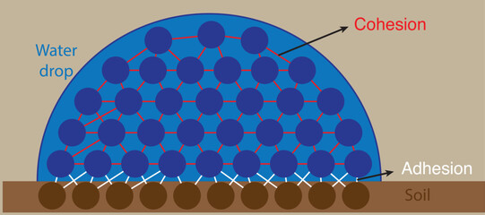 water and soil molecules under the effect of adhesion and cohesion