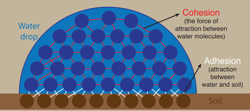 water and soil molecules under the effect of adhesion and cohesion