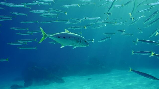 Close up of Yellowspotted trevally fish (Carangoides fulvoguttatus), on backgroung swim school of Yellow-tailed Barracuda (Sphyraena flavicauda) in sunbeams, Slow motion