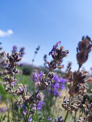 bee on lavender