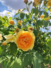 yellow rose in garden