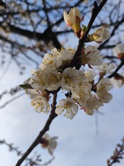 blooming tree