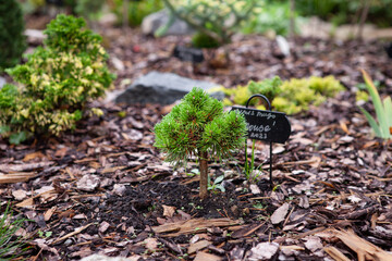 Charming little dwarf mountain pine Pinus Mugo Mouse is growing on the flower bed in evergreens collector garden. Professionally  planted tree. Selective focus photo