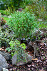 Charming little dwarf mountain pine Pinus Mugo Mouse is growing on the flower bed in evergreens collector garden. Selective focus