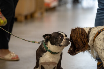portrait of a dog in a garden and pet shop, dogs allowed in the store, dog friendly shop
