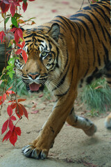Portrait of Sumatran tiger in zoo