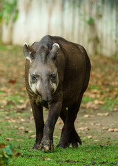 Portrait of South American tapir