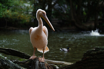Portrait of Great white pelican