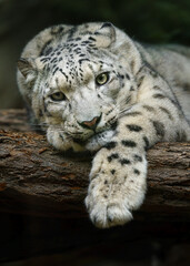 Portrait of Snow leopard in zoo