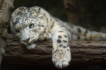 Portrait of Snow leopard in zoo