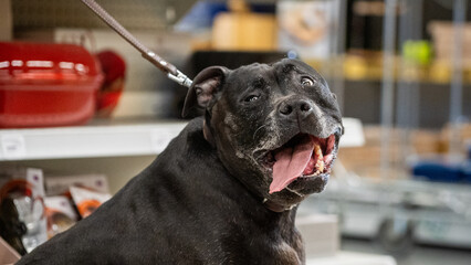 portrait of a dog in a garden and pet shop, dogs allowed in the store, dog friendly shop
