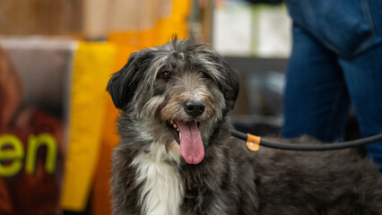 portrait of a dog in a garden and pet shop, dogs allowed in the store, dog friendly shop
