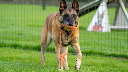 german shepherd dog on an agility course