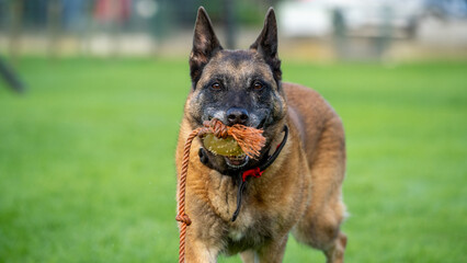 german shepherd dog on an agility course