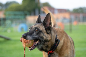 german shepherd dog on an agility course