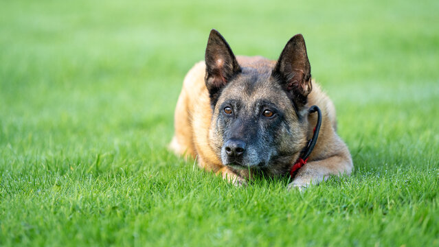 german shepherd dog on an agility course