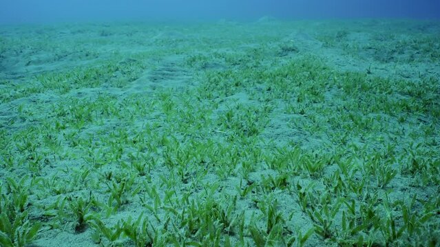 Camer moving forwards above sand seabed covered with Smooth ribbon seagrass (Cymodoce rotundata) Close up, Slow motion