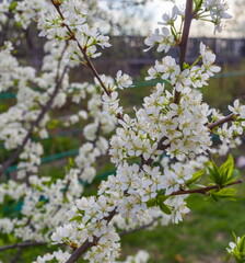 Flowers of the berry bush 