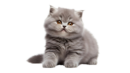 Cute banner with a cat isolated on transparent background