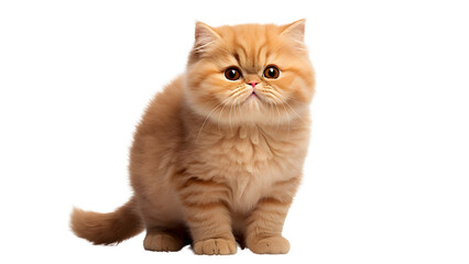 Cute banner with a cat isolated on transparent background