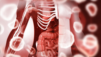 Human digestive system anatomy on dark background. 3d illustration.. - obrazy, fototapety, plakaty