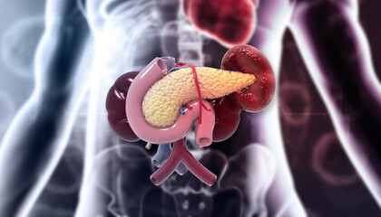 Human body pancreas  anatomy. 3d illustration. - obrazy, fototapety, plakaty