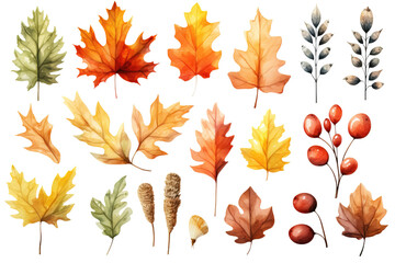 Set of fall leaves, vector watercolor illustration, maple leaf, acorns, berries, spruce branch. Forest design elements. Autumn illustrations isolated on white or transparent background, PNG - obrazy, fototapety, plakaty