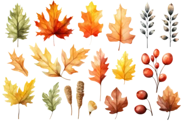 Foto op Plexiglas Set of fall leaves, vector watercolor illustration, maple leaf, acorns, berries, spruce branch. Forest design elements. Autumn illustrations isolated on white or transparent background, PNG © RBGallery