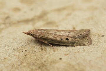 Closeup on a bumble bee wax moth, Aphomia sociella, sitting on a stone