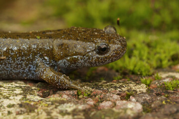 Fototapeta premium Detailed facial closeup on an adult Japanese endangered Oita salamander, Hynobius dunni sitting on green moss