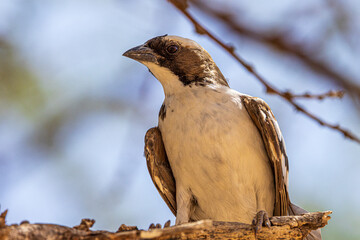 bird on a branch