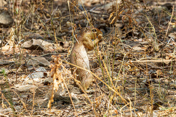 squirrel in the woods