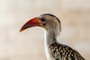 close up of a bird