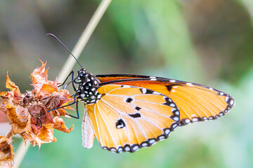 butterfly on a flower