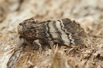 Closeup on white striped Drymonia ruficornis, the lunar marbled brown moth, sitting on wood