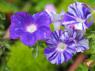 青い日本アサガオの花